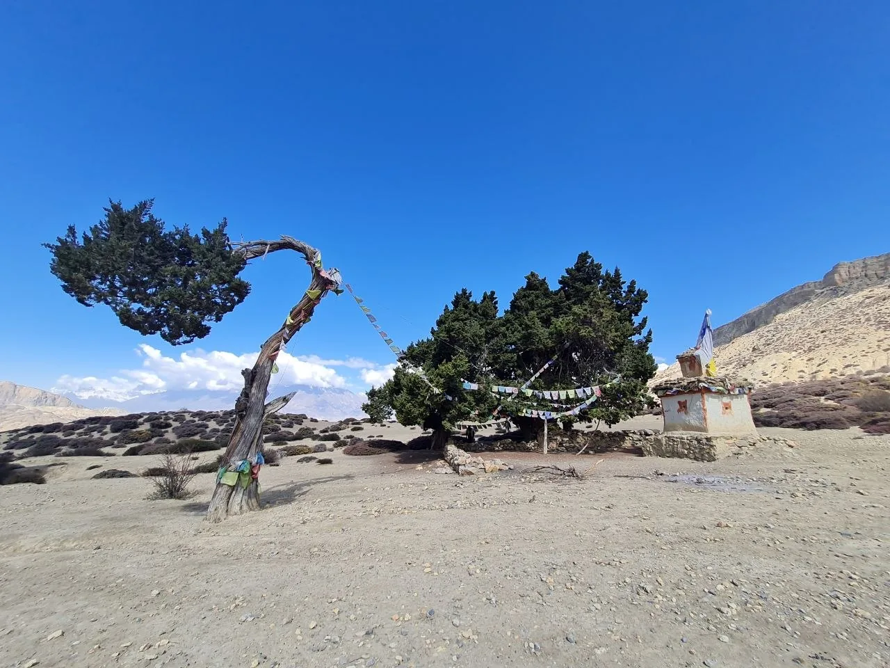 Wind-sculpted juniper and Buddhist shrine mark the arid Mustang plateau landscape.