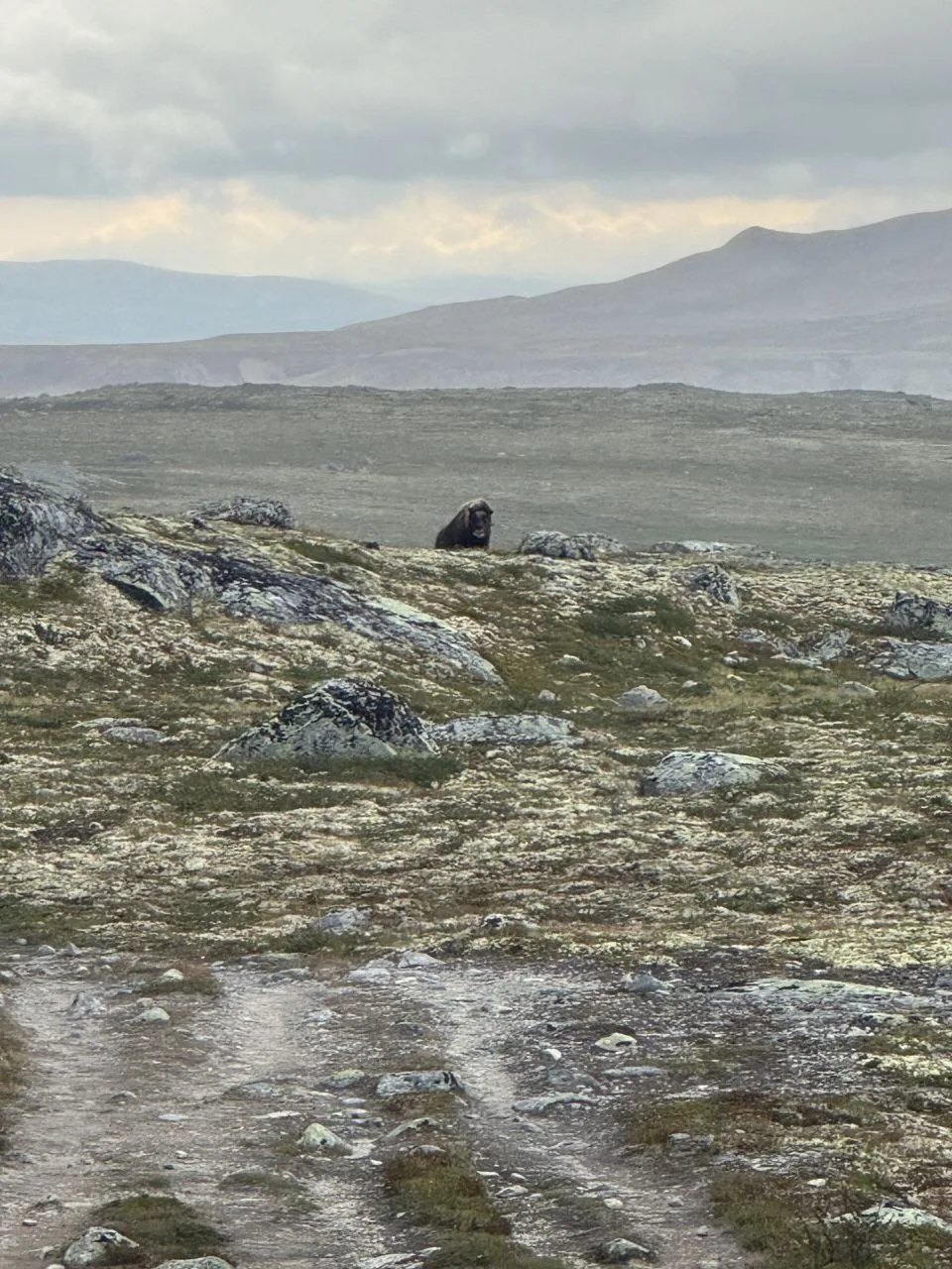 Musk ox resting on tundra under cloudy sky