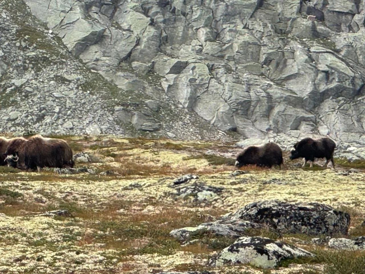 Musk oxen grazing near rocky slopes in wilderness area