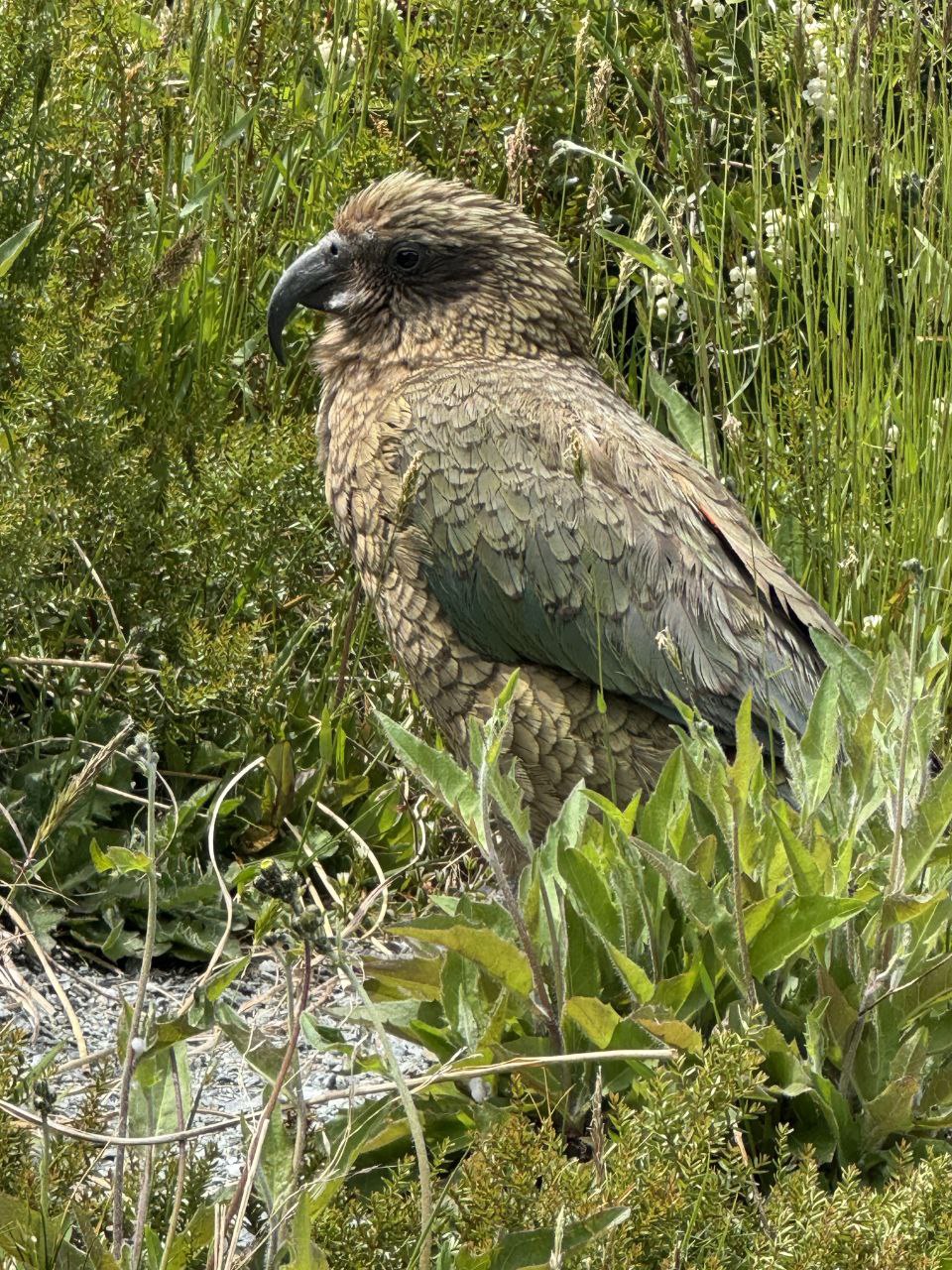 A kea investigates the trail near the Dart Glacier approach, Rees-Dart Track.