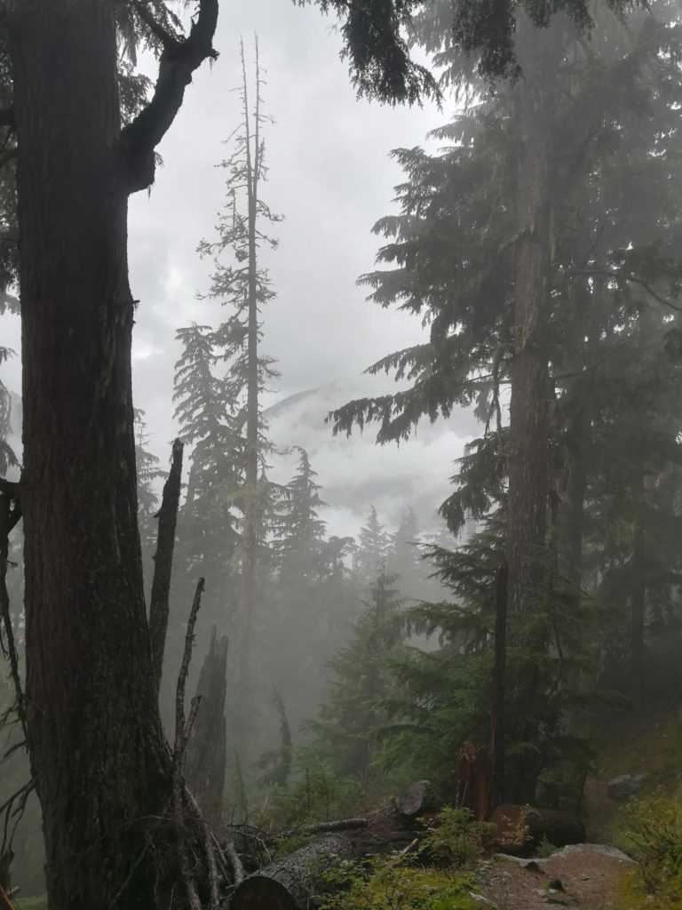 Alpine forest covered in clouds