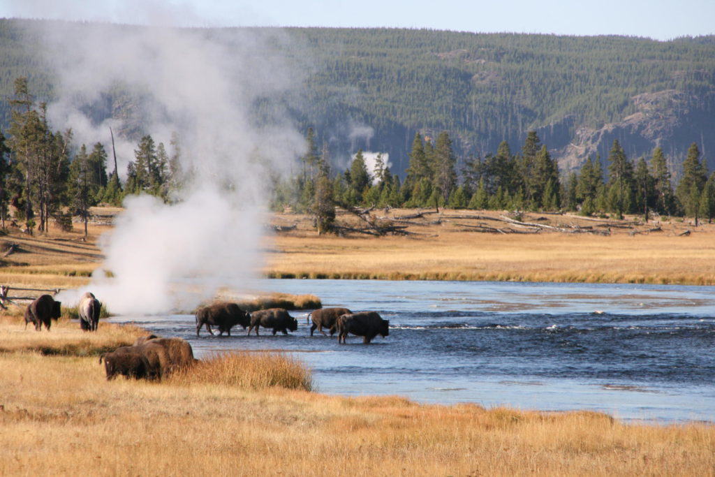 Fairy Falls Trail: River with geyser fumaroles and buffalo