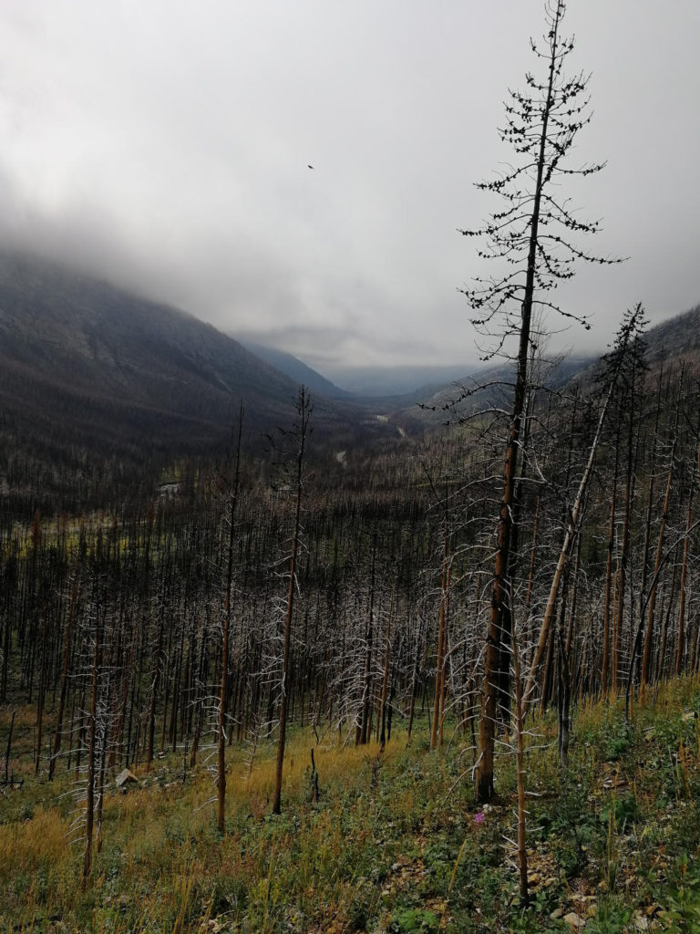 Waterton Lakes - forest view from Crandell Lake Trail