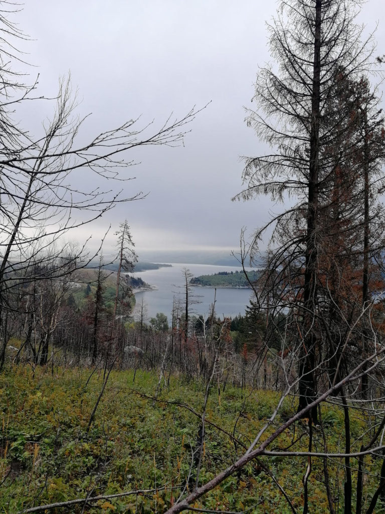 Waterton Lakes - forest view from Crandell Lake Trail