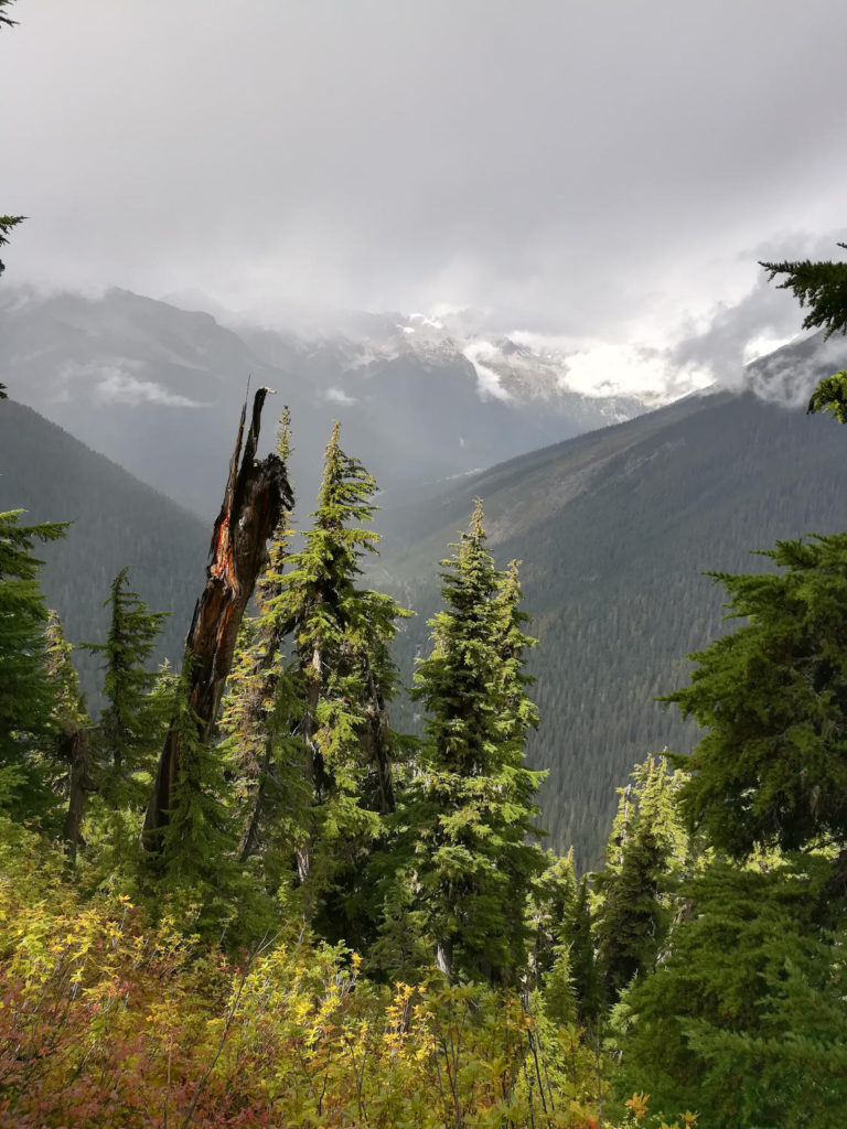 Forest and view into the valley