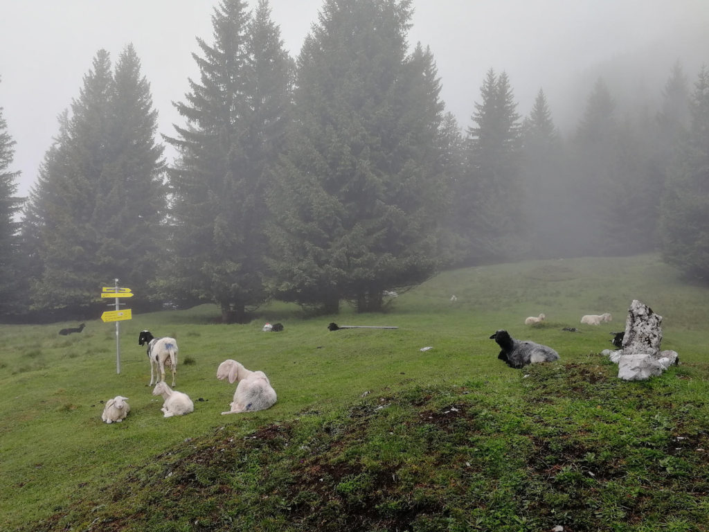Sheep on Norkette Loop